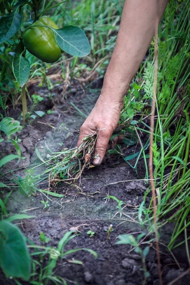 Female Hands Pull Out Weeds From Ground Garden. Weeding Weeds. Struggle Weeds Close Up
